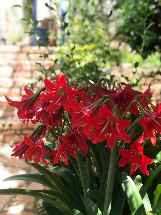 Vita Apartment - Spacious Garden And Balcony 5 Min To Beach & Center Ксамил Екстериор снимка
